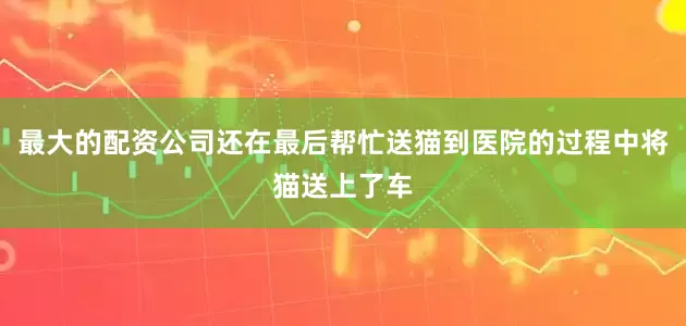 最大的配资公司还在最后帮忙送猫到医院的过程中将猫送上了车